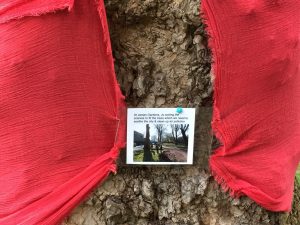 HS2 Ltd cuts downs trees at St James' Gardens