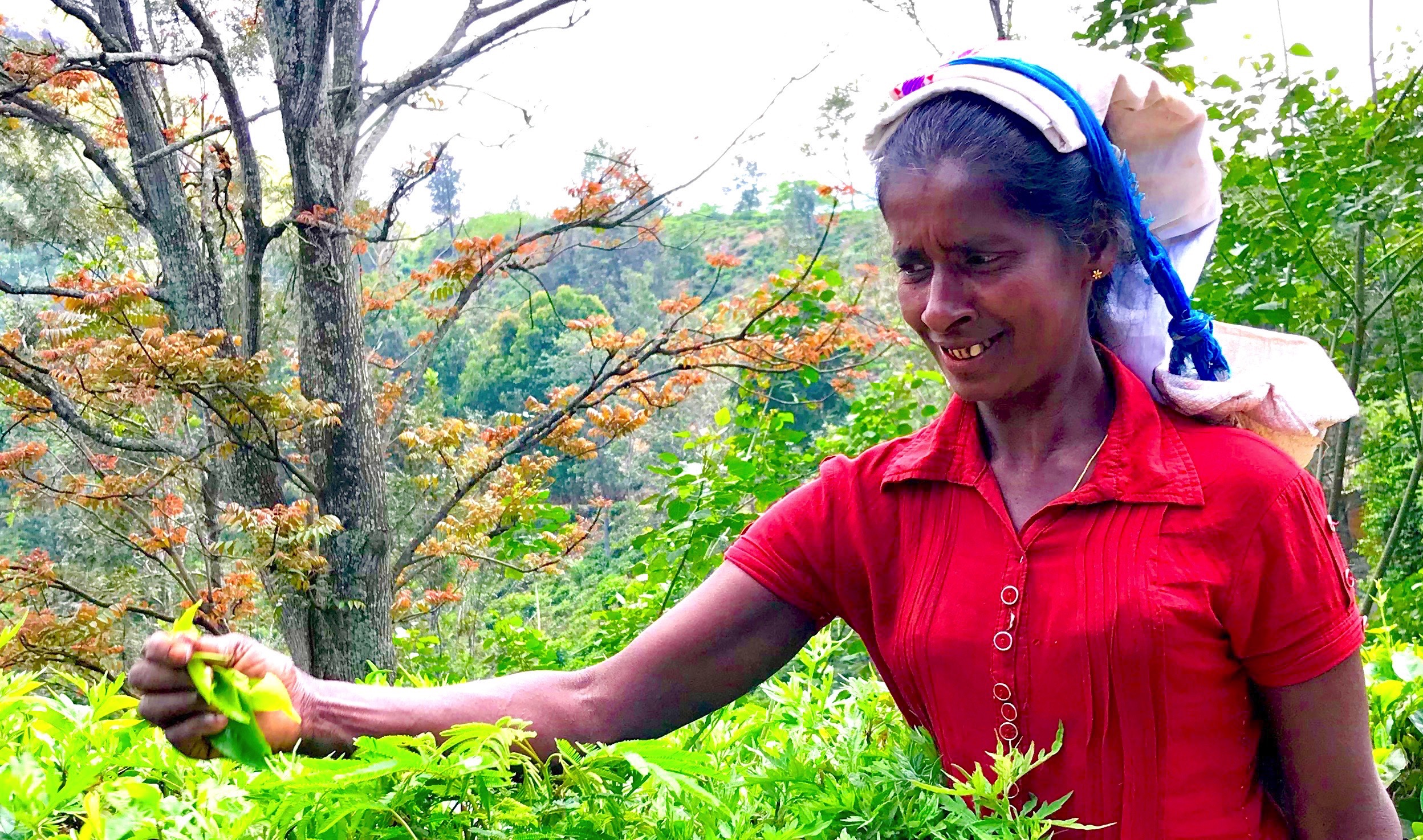 Tea picker at 48 Acres near Ella in Sri Lanka © London Intelligence ®